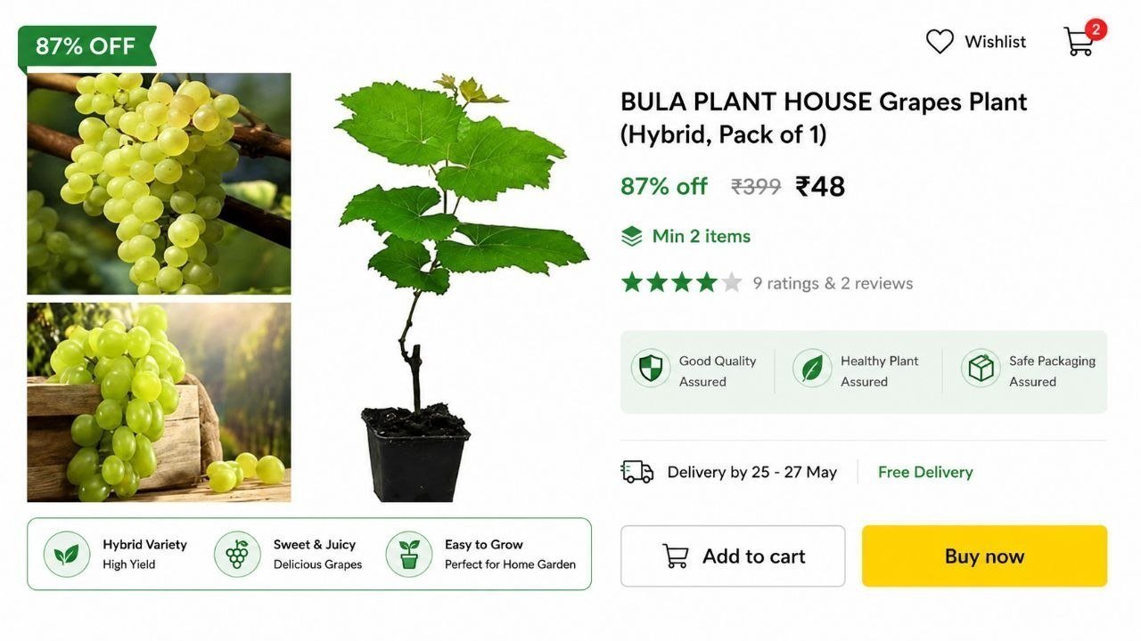Grapes Plant Hybrid 48