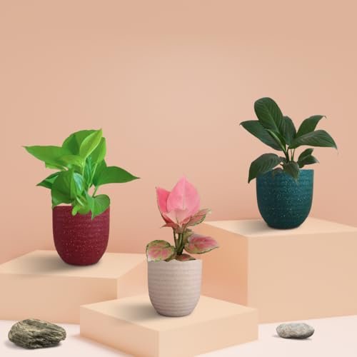 Greenkin Bedroom Plants Combo For Better Sleep Ind