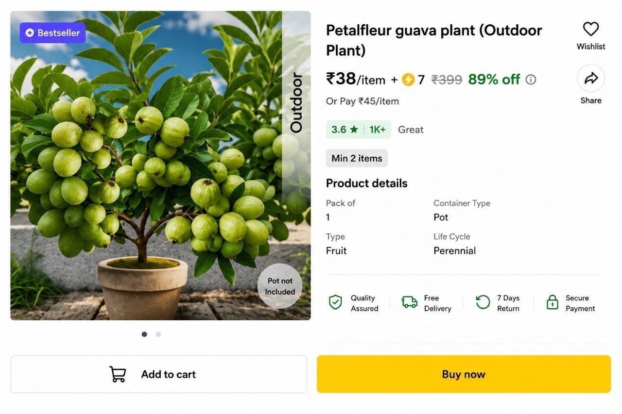 Guava Plant 45