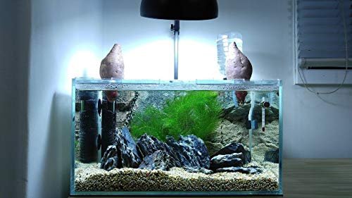 Parko Home Decoration Turtle Aquarium Tank Be