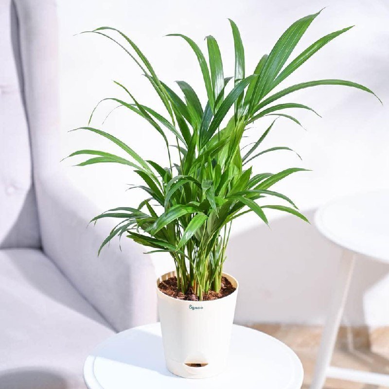 Ugaoo Areca Palm Air Purifier Natural Live Pl