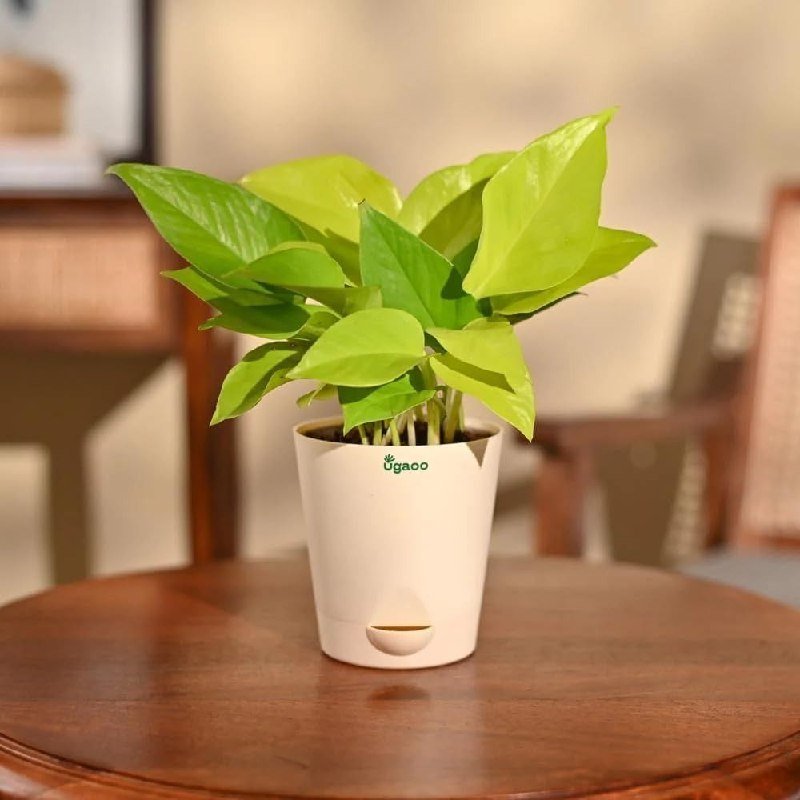 Ugaoo Golden Money Plant Indoor With Self Wat