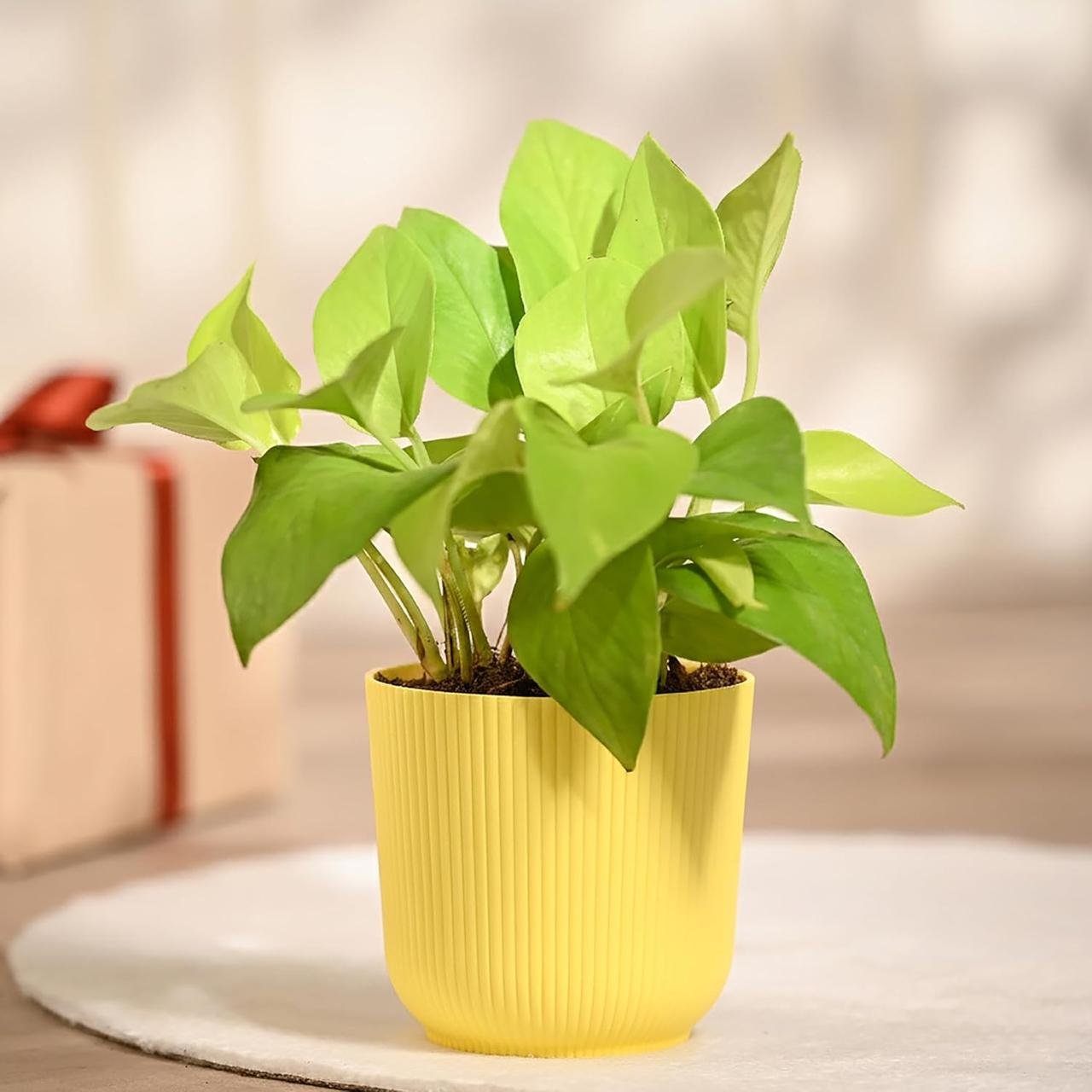 Ugaoo Money Plant Golden With Ibiza Pot Indoo