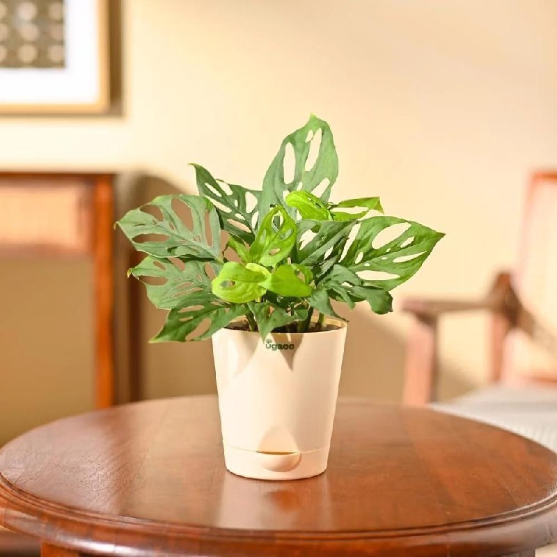 Ugaoo Philodendron Broken Heart Indoor Plant 