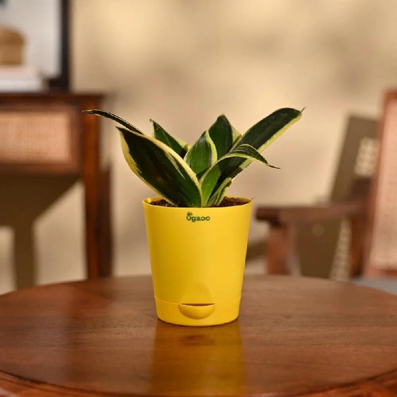 Ugaoo Sansevieria Golden Hahnii Snake Plant With Self Watering Pot 241
