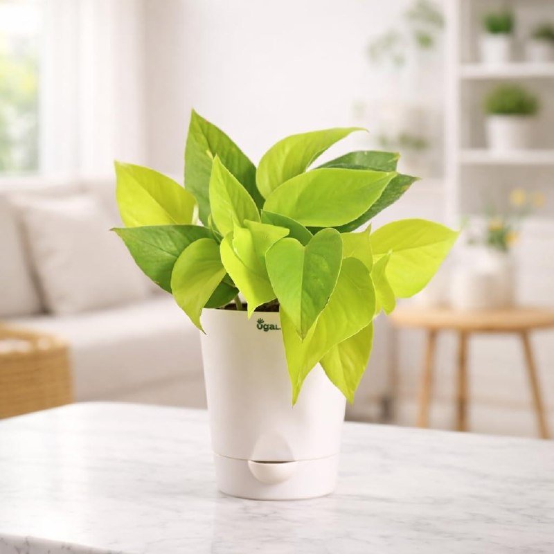 Ugaoo Golden Money Plant Indoor With Self Watering