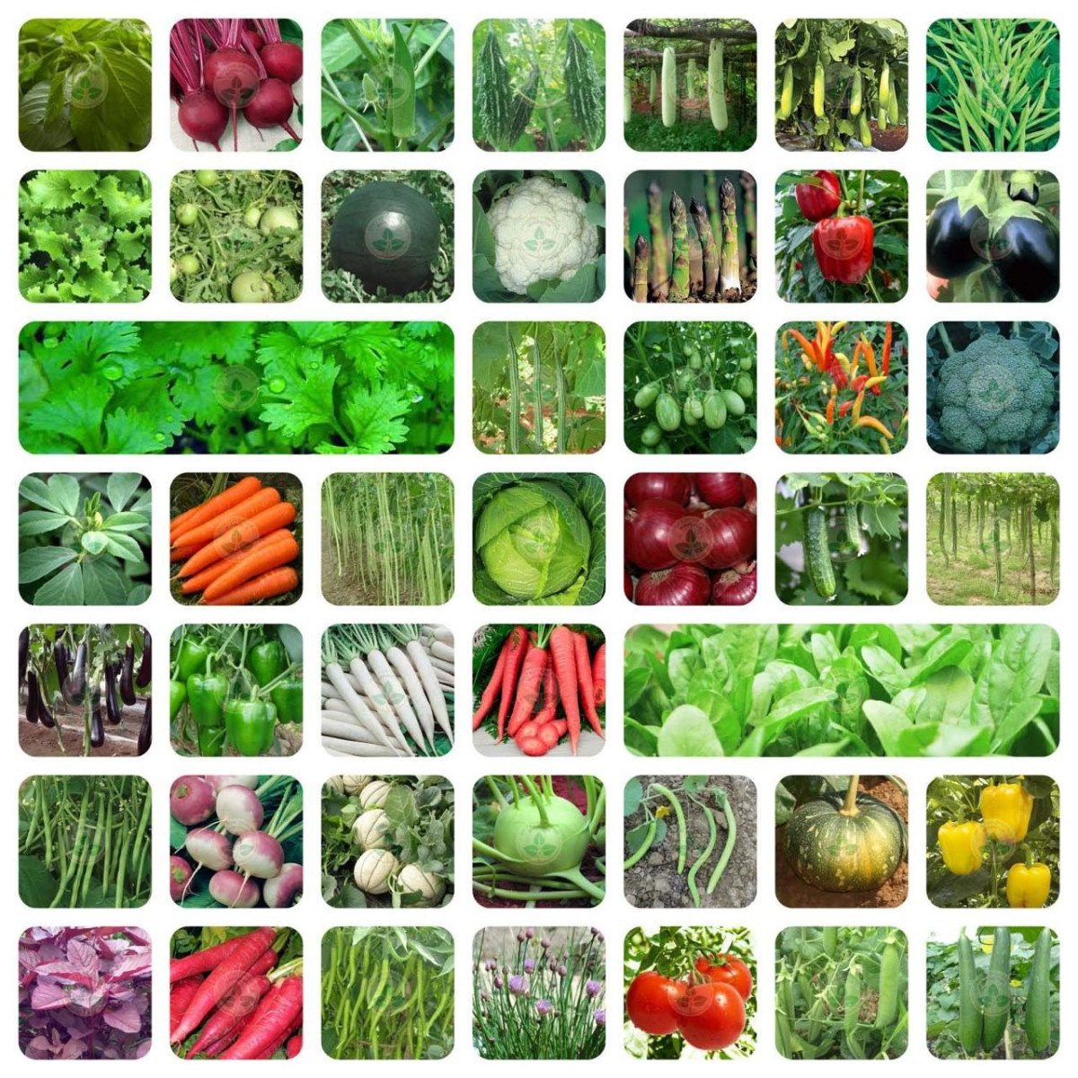 For Organic 45 Variety Of Vegetable Seeds With Instruction Manual 199